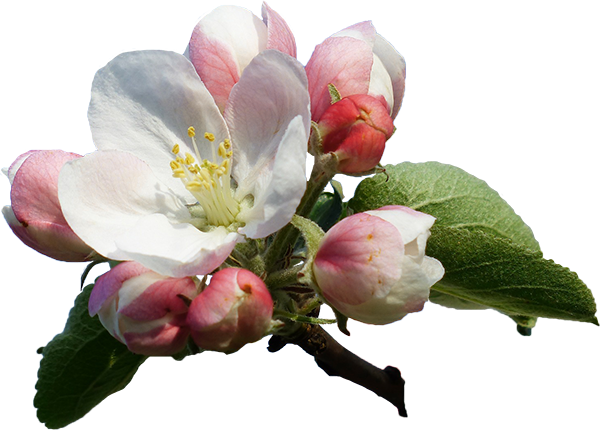 Apple Blossom 19 American Cider Association