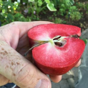 Hand holding a red-fleshed apple