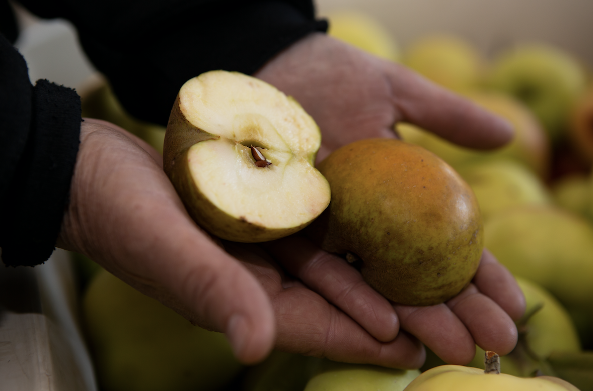 Hands holding a cut apple