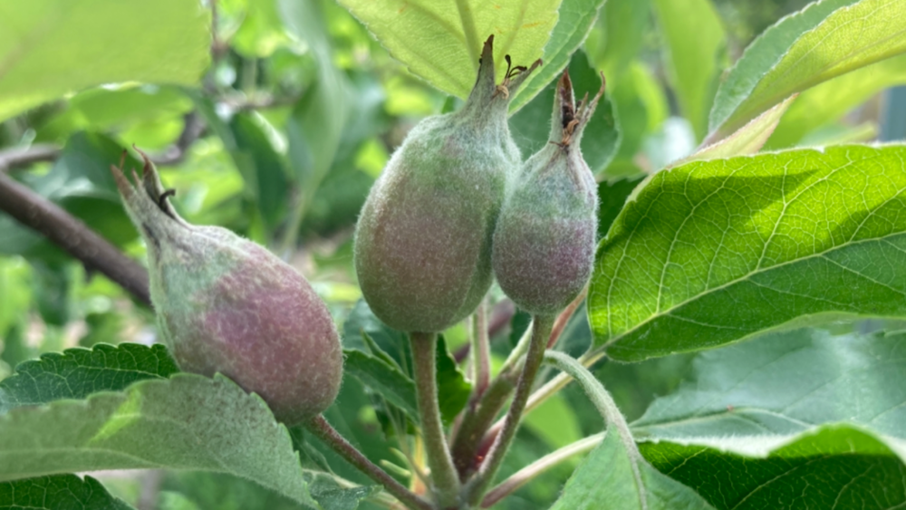 Apple maturity in Montana - Western Agricultural Research Center