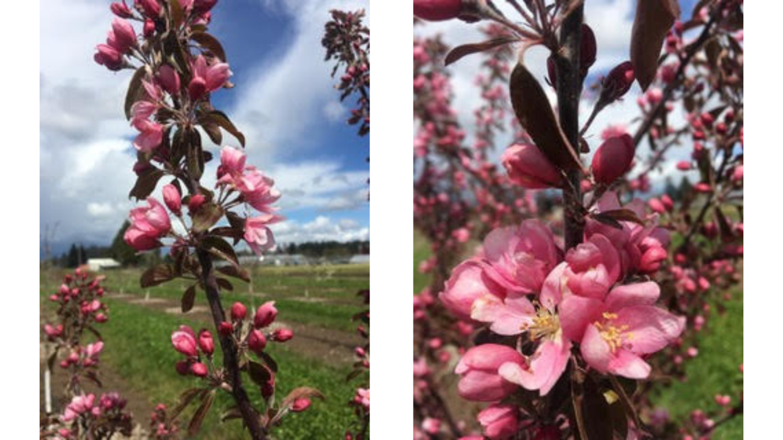 2022 Apple Crop Outlook American Cider Association