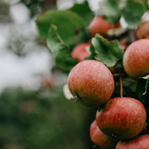 Organic Honeycrisp Apples  Copper Apple Organic Farm