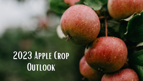 2023 Apple Crop Outlook - American Cider Association