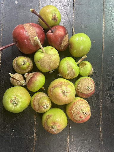 Apple maturity in Montana - Western Agricultural Research Center