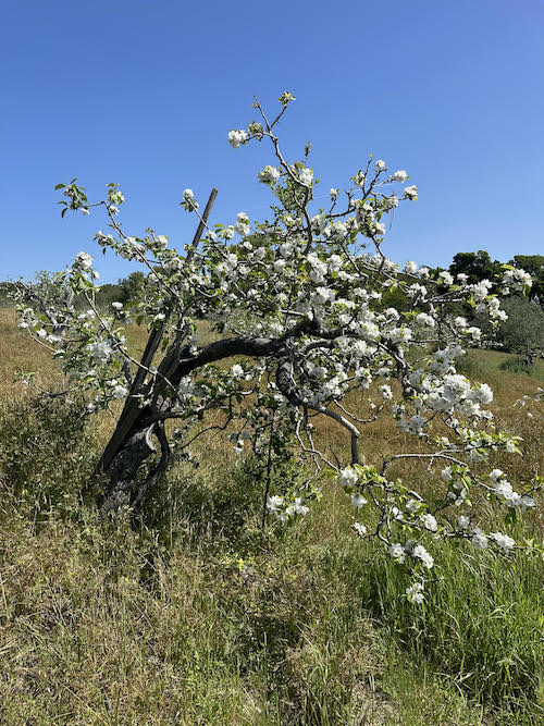 High Density Orchards Advance Apple Growing: Mountain Horticultural Crops  Research and Extension Center Tells How