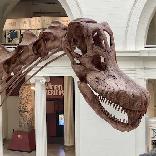 Field Museum